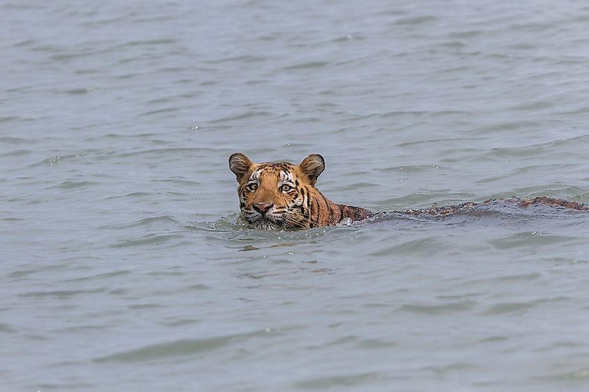 Sundarbans tiger
