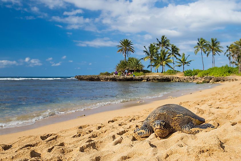 Green sea turtle on the beach at Haleiwa.