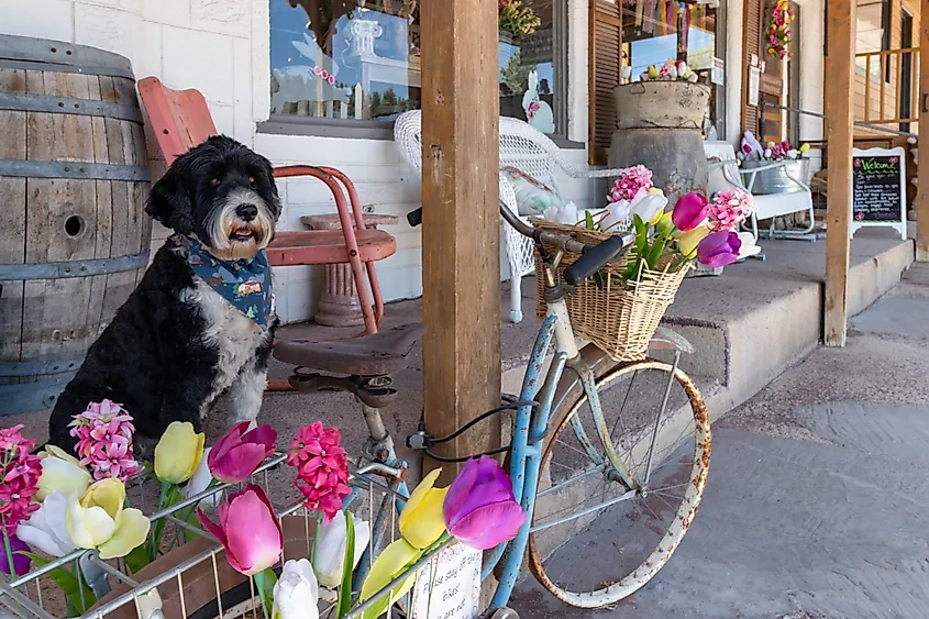 A dog sits on a porch in Cloudcroft, New Mexico.
