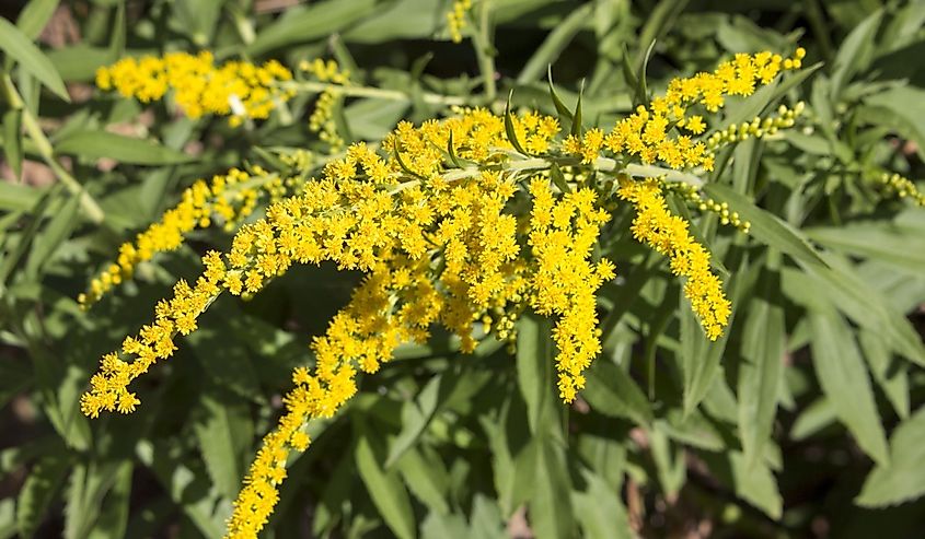 Solidago, or goldenrods, is a genus of flowering plants in the aster family, Asteraceae.