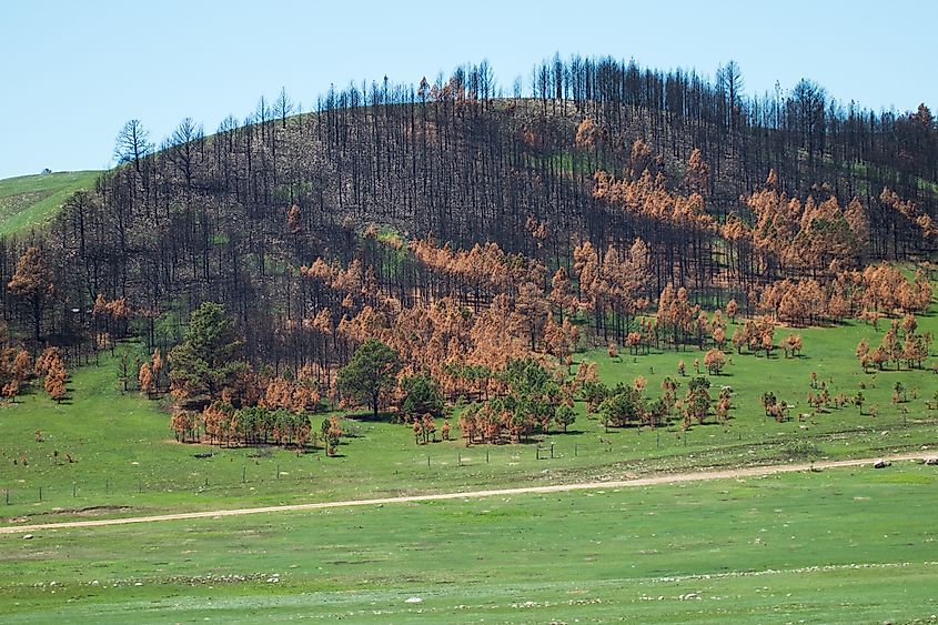 Custer State Park six months after forest fire.