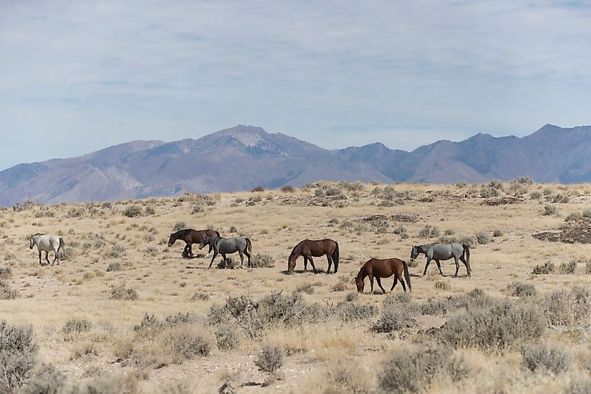 great basin desert