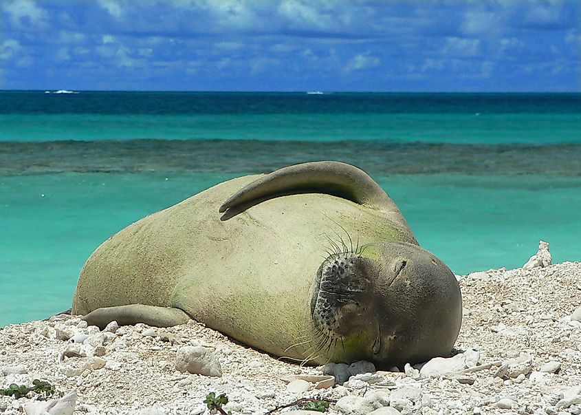 Hawaiian monk seal takes a rest. By MarkSullivan - Own work, CC BY-SA 3.0, https://commons.wikimedia.org/w/index.php?curid=31834552