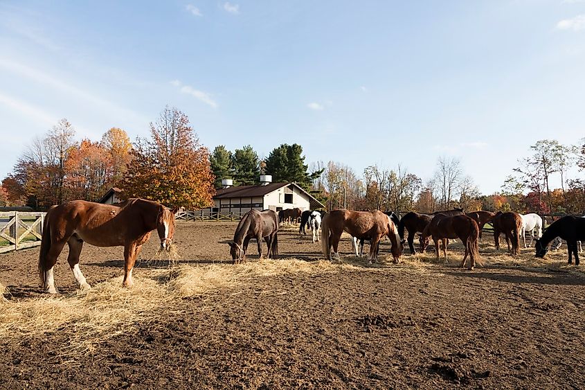 Riding horses get a break in Pipestem Resort State Park in Mercer County, West Virginia.