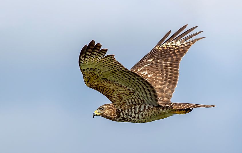 A red-shouldered hawk