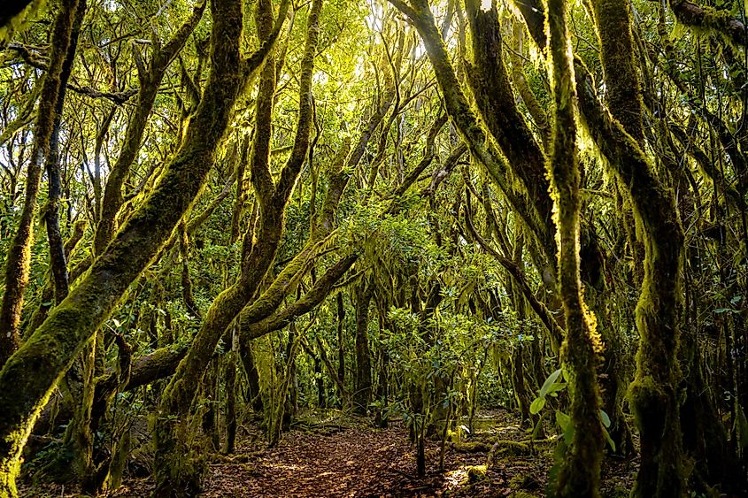 Garajonay National Park