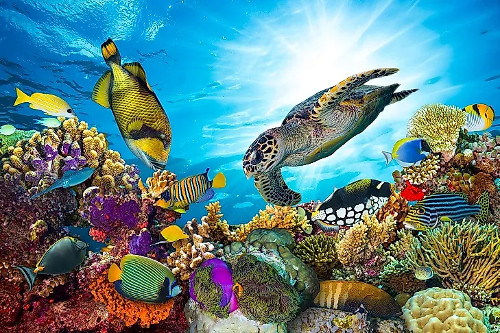 A Hawksbill turtle swims among colorful fish in Great Barrier Reef, the largest coral reef on earth.
