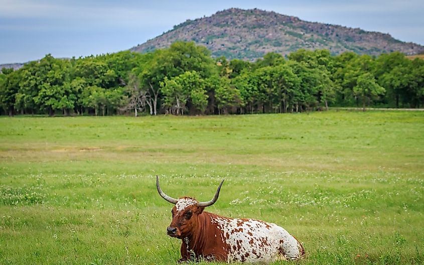 Longhorn cattle in Oklahoma's Wichita Mountains National Wildlife Refuge.