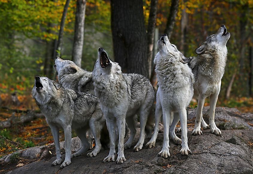 A pack of wolves howling