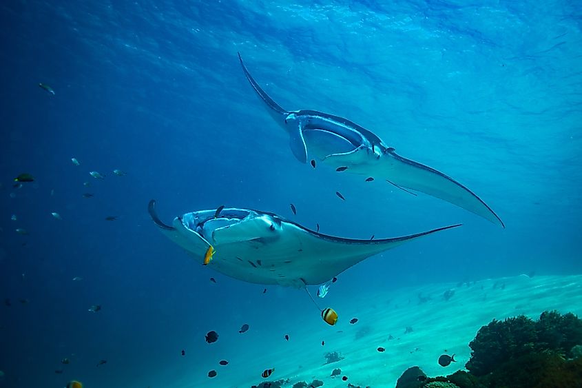 Manta rays in Komodo National Park