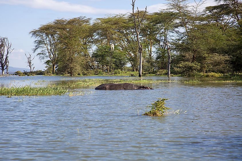 Lake Naivasha hippos