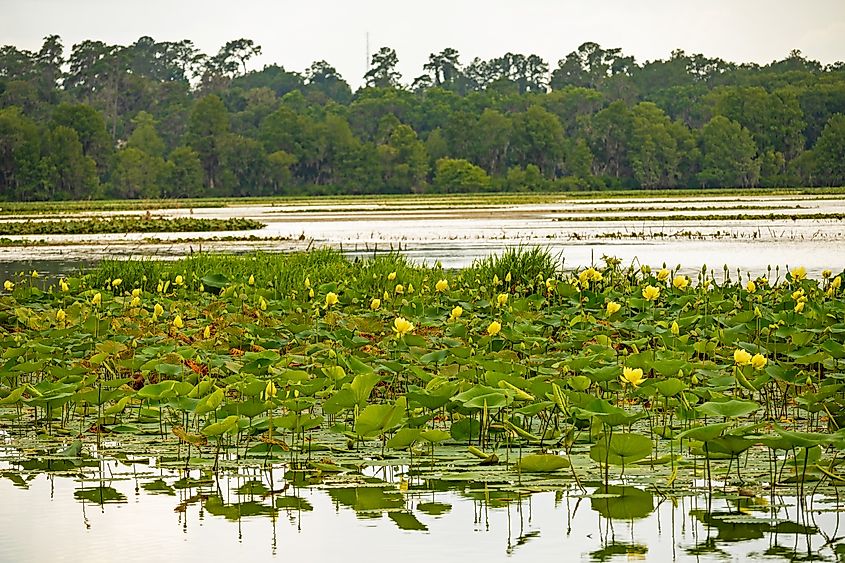 Alligator Lake near Lake City in Florida