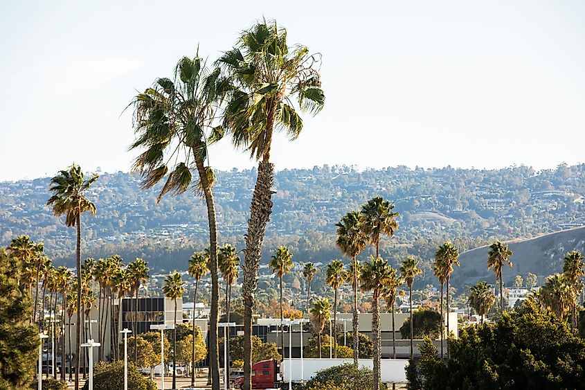 Palm framed view of the downtown skyline of Torrance, California, USA.