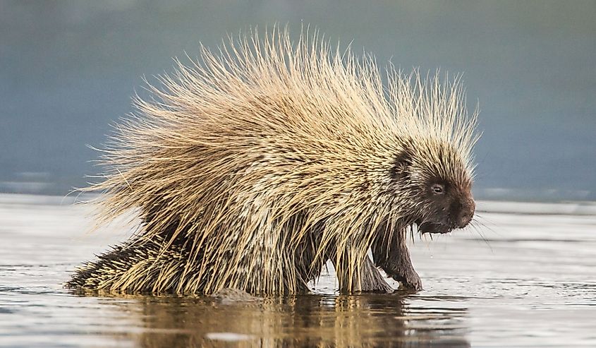 North American porcupine