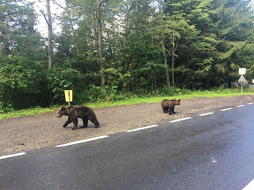 Two adolescent bears pace along the side of a forest road. 