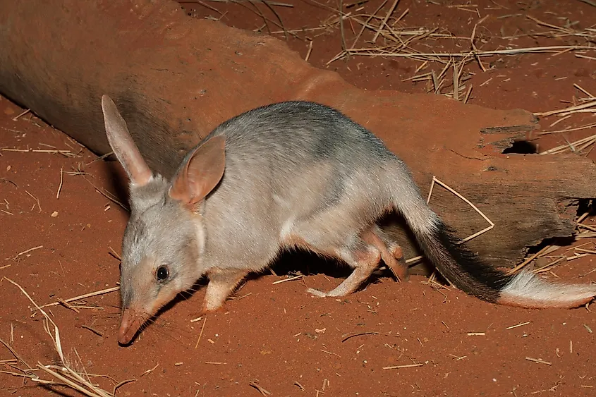 A bilby in Australia.