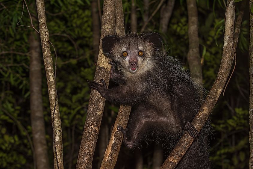 An aye-aye clinging onto a tree branch in the forest.