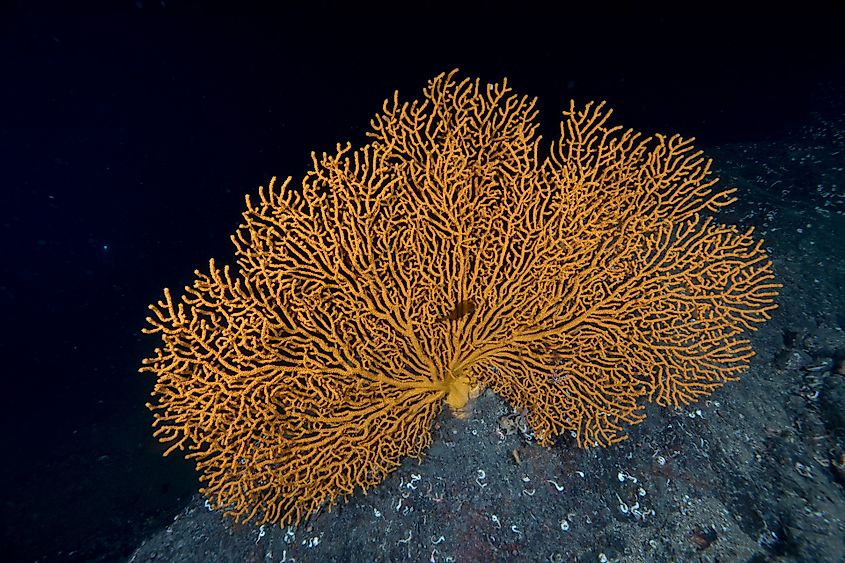 Deep cold water coral in Norway.