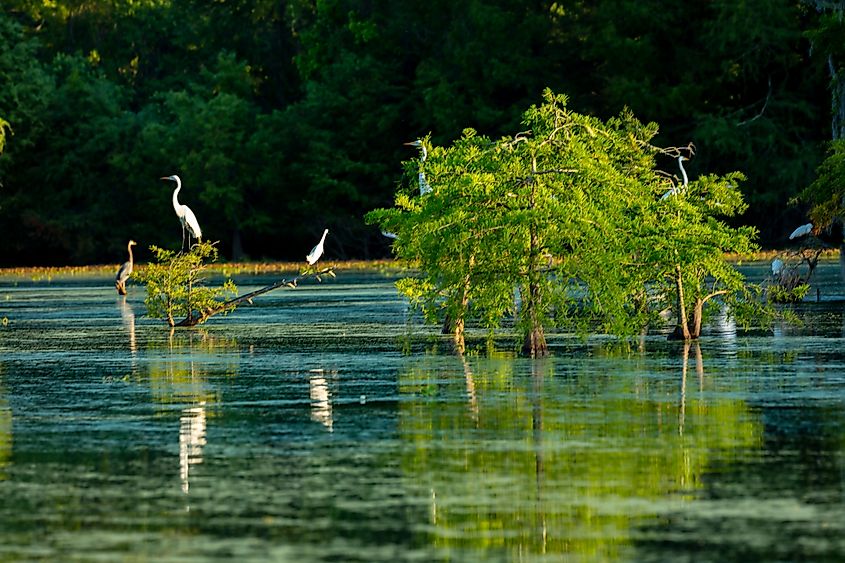 Lake Martin Swamp and white Egrets in spring near Breaux Bridge, Louisiana.