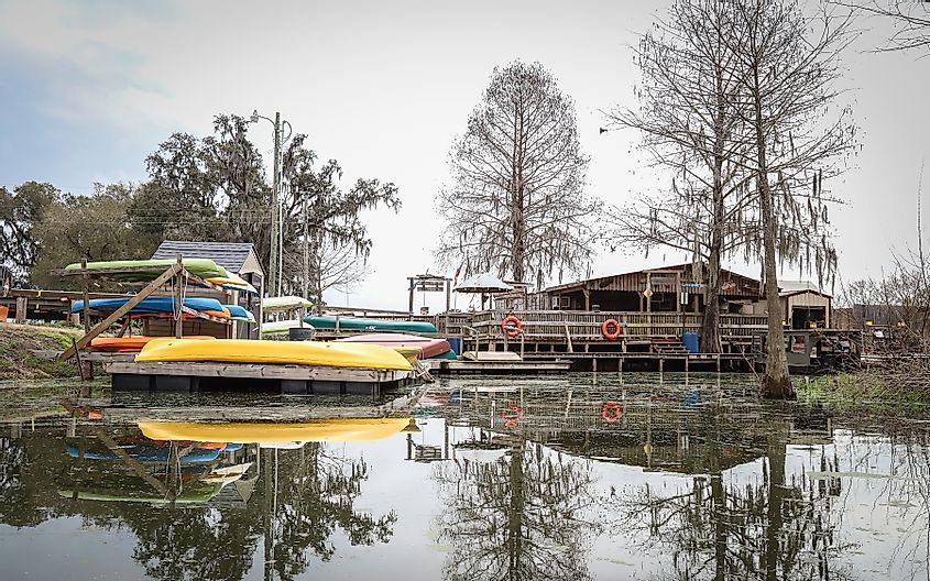 Champagne's Cajun Swamp Boat Tours offers swamp tours of Lake Martin and its wildlife in Breaux Bridge, via Wirestock Creators / Shutterstock.com