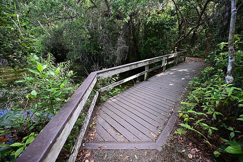Gumbo Limbo Trail in Royal Palm Everglades National Park, Florida.