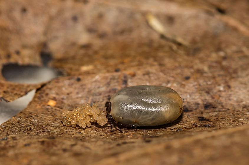 A Black-legged Tick Laying Eggs