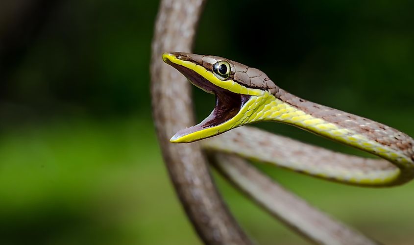 A beautiful Mexican vine snake.