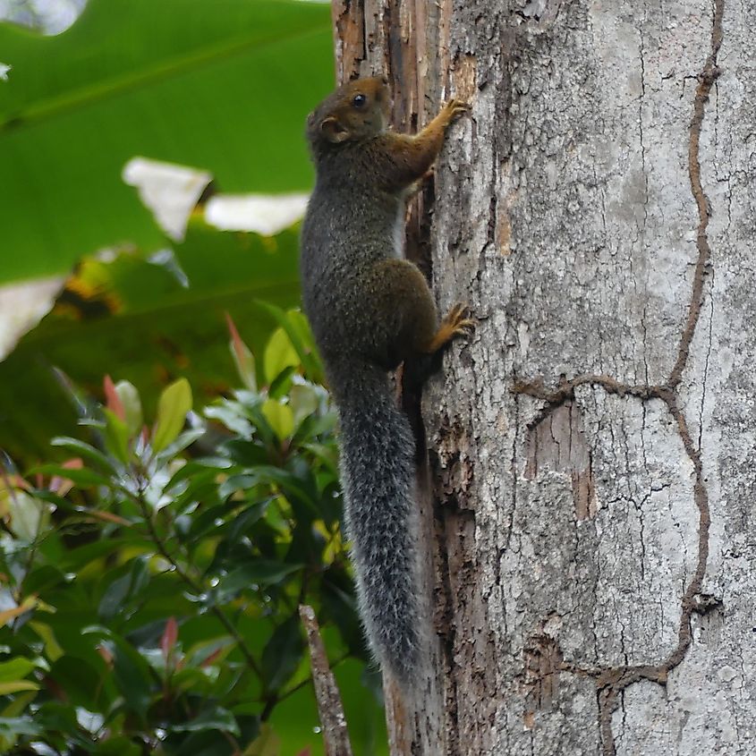 A Swynnerton’s Bush Squirrel, native to Tanzania.