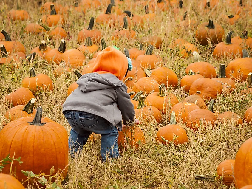 A pumpkin patch in Fruita, Colorado.