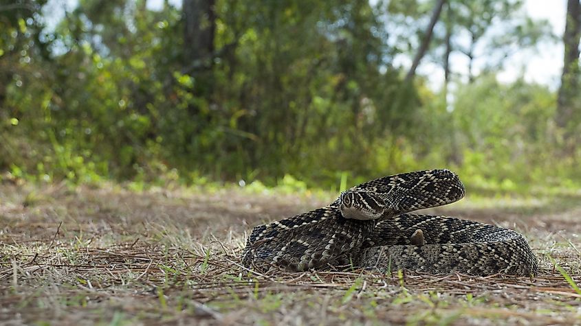 An Eastern Dimondback Rattlesnake in a striking pose.