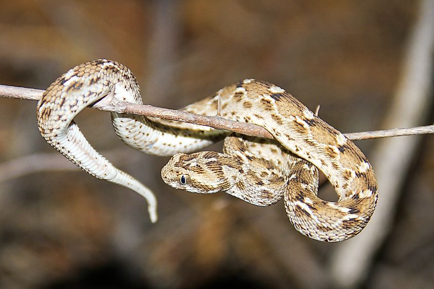 Saw Scaled Viper Venomus Snake