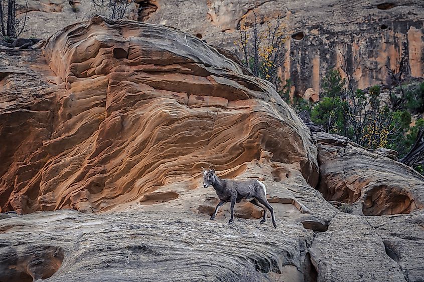 Desert Bighorn Sheep on the Cliffs, Capitol Reef National Park, Utah
