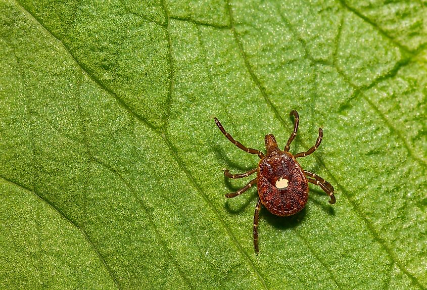 Lone Star Tick (Amblyomma americanum) on a green leaf.