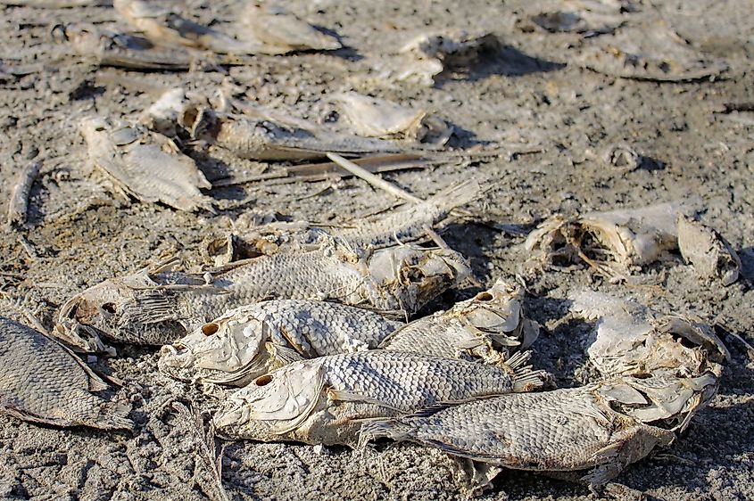 Mummified fish on the Salton Sea beach