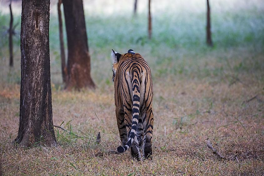 Bengal tiger in the Ranthambhore National Park