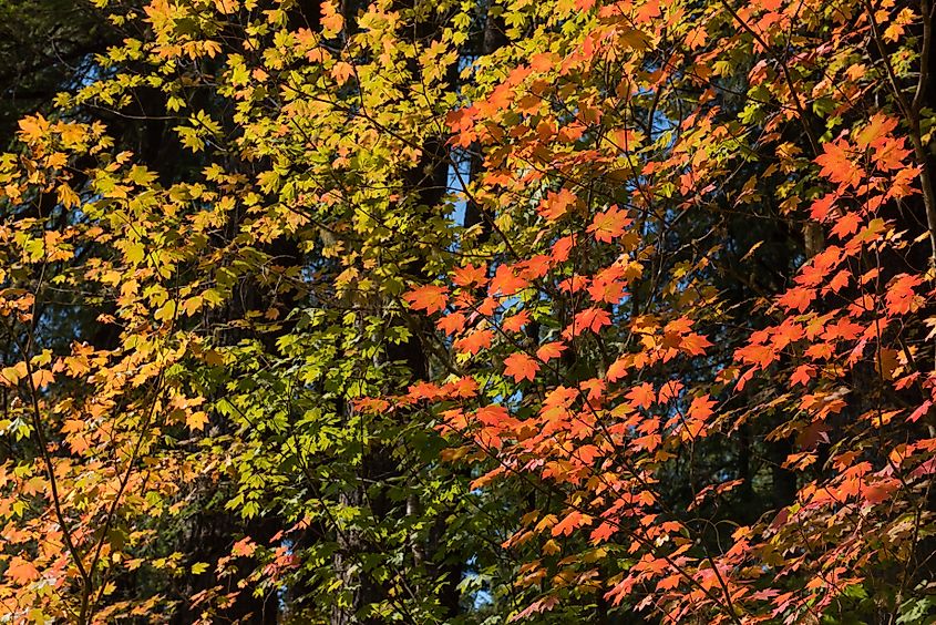 Colorful Vine Maple (Acer circinatum) foliage turning orange and yellow