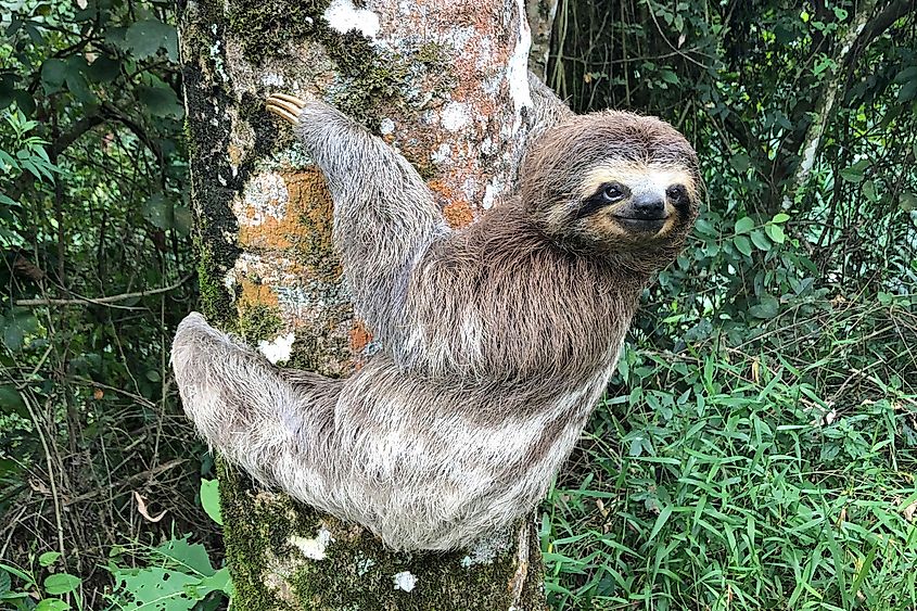 A three-toed sloth, Bradypus variegatus, clinging onto a tree.