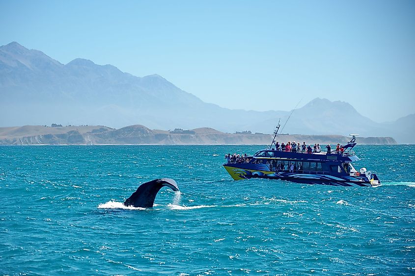 Whale watching in Kaikoura area