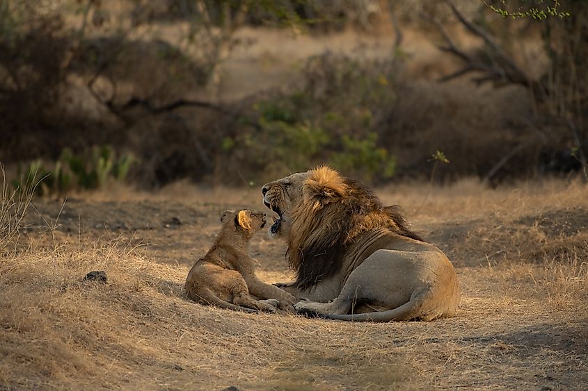 Asiatic lion and cub at Gir National Park, India.