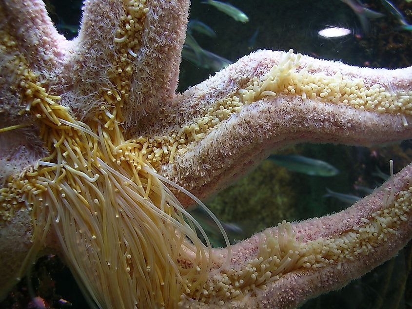 Since starfish are generally found around coral reefs, there is a possibility that they could wander to the sandy beaches near the reefs and get lost.