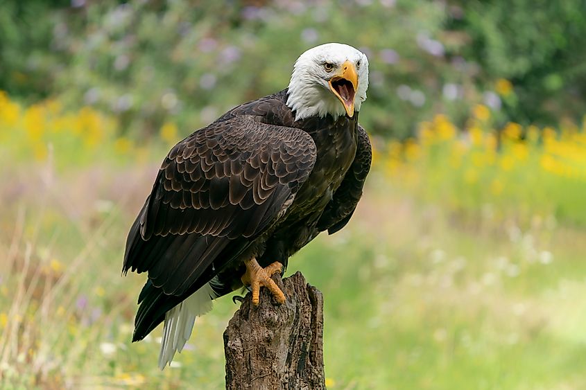 A beautiful bald eagle perched on a tree stump in the wilderness.
