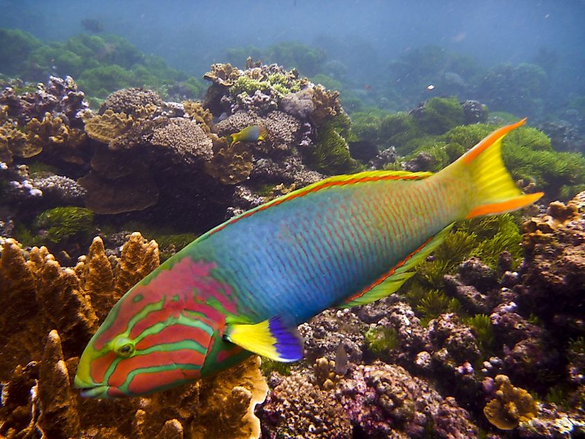 lord howe coral reef