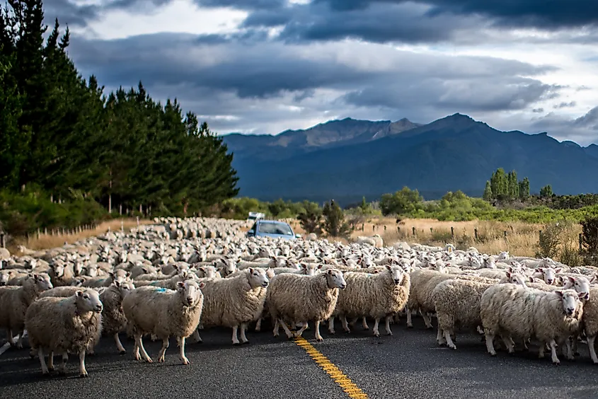Te Anau, South Island, New Zealand