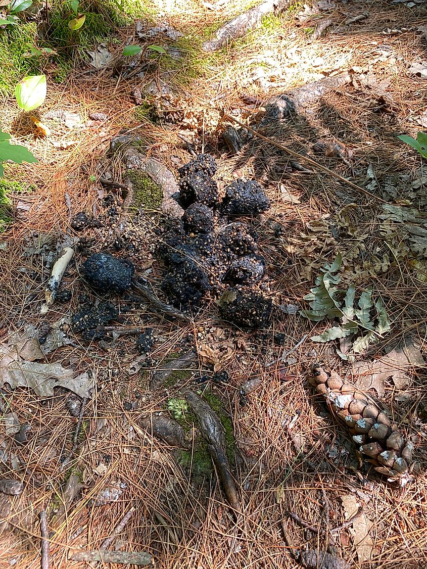 Bear scat on a pine needle nature trail.