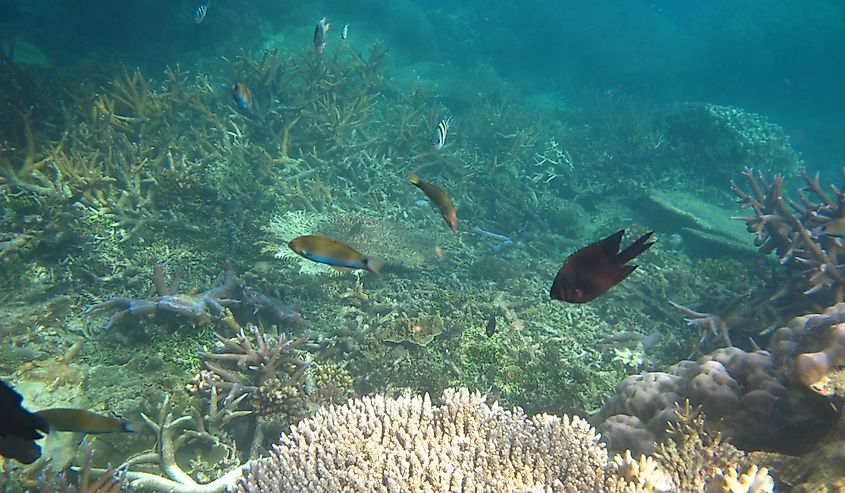 Diver's shot of fish while diving in the Java Sea 