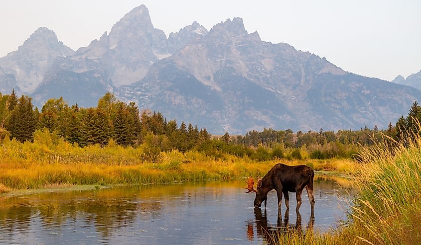 Wild bull moose in Grand Teton National Park near Jackson Hole, Wyoming