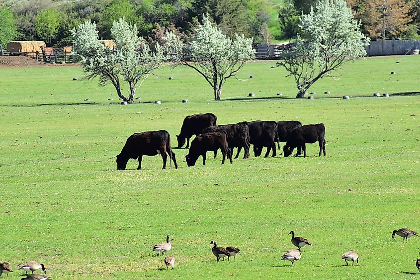 Rural farm in Bluffdale, Utah.