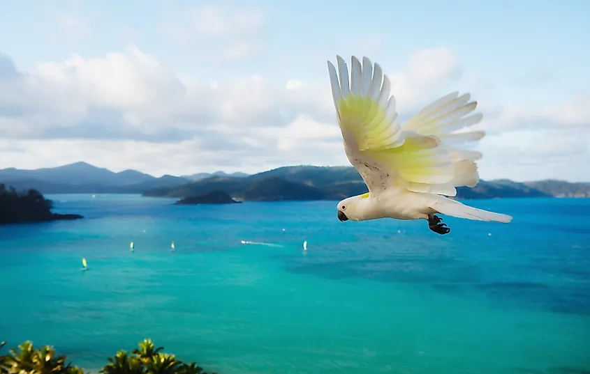 Hamilton island bird