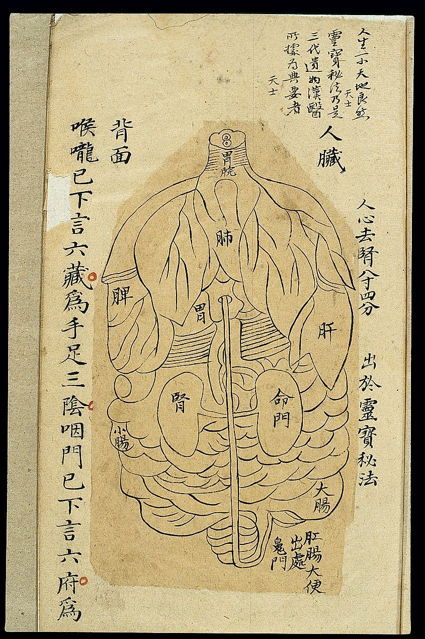 Yuanmen Maijue Neizhao Tu (元門脈訣內照圖), a chart of the internal viscera and organs. Attributed to Hua Tuo.