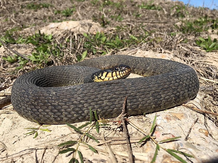 Yellow-belly watersnake, a non-venomous aquatic snake with a dark upper body and distinctive yellow underside